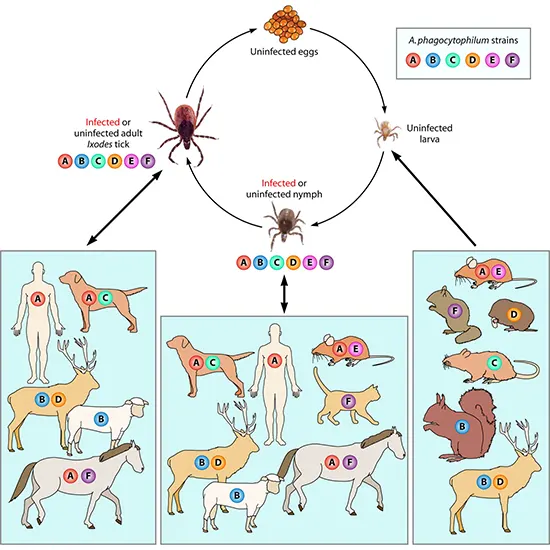 Anaplasma Phagocytophilum : A Tick Borne Threat To Humans and Animals